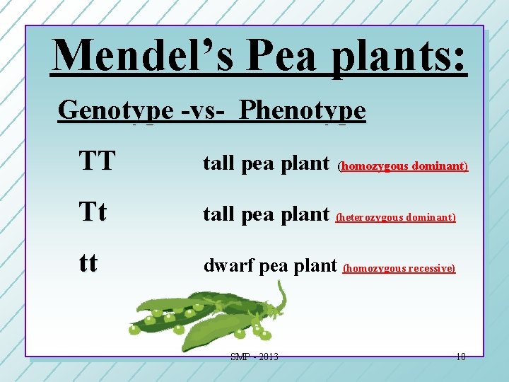 Mendel’s Pea plants: Genotype -vs- Phenotype TT tall pea plant Tt tall pea plant Mendel’s Pea plants: Genotype -vs- Phenotype TT tall pea plant Tt tall pea plant