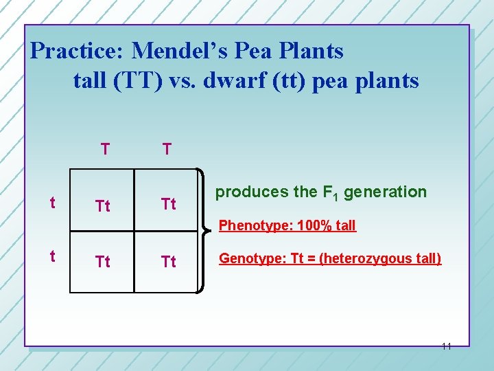 Practice: Mendel’s Pea Plants tall (TT) vs. dwarf (tt) pea plants T t Tt Practice: Mendel’s Pea Plants tall (TT) vs. dwarf (tt) pea plants T t Tt