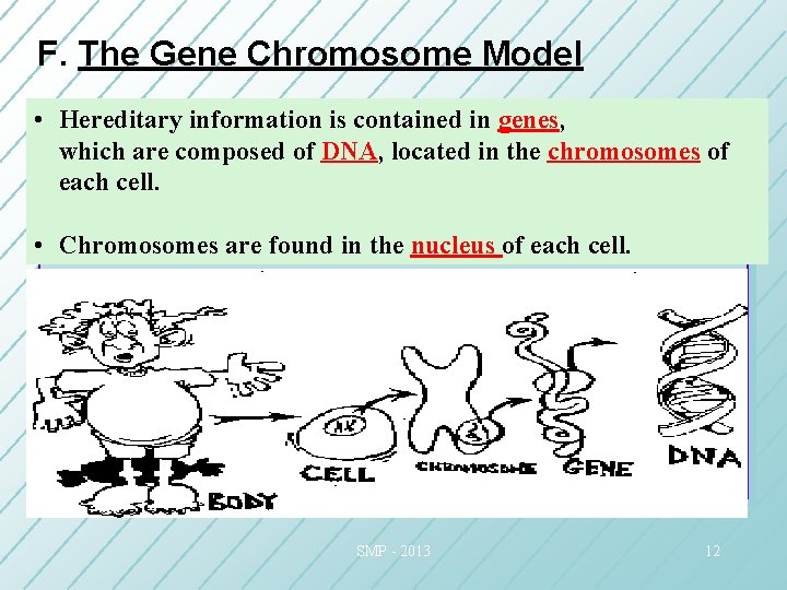 F. The Gene Chromosome Model • Hereditary information is contained in genes, which are F. The Gene Chromosome Model • Hereditary information is contained in genes, which are