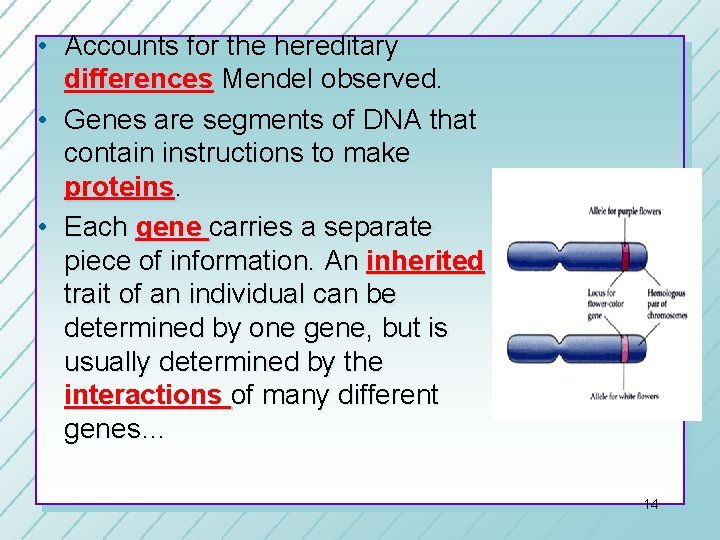 • Accounts for the hereditary differences Mendel observed. • Genes are segments of • Accounts for the hereditary differences Mendel observed. • Genes are segments of