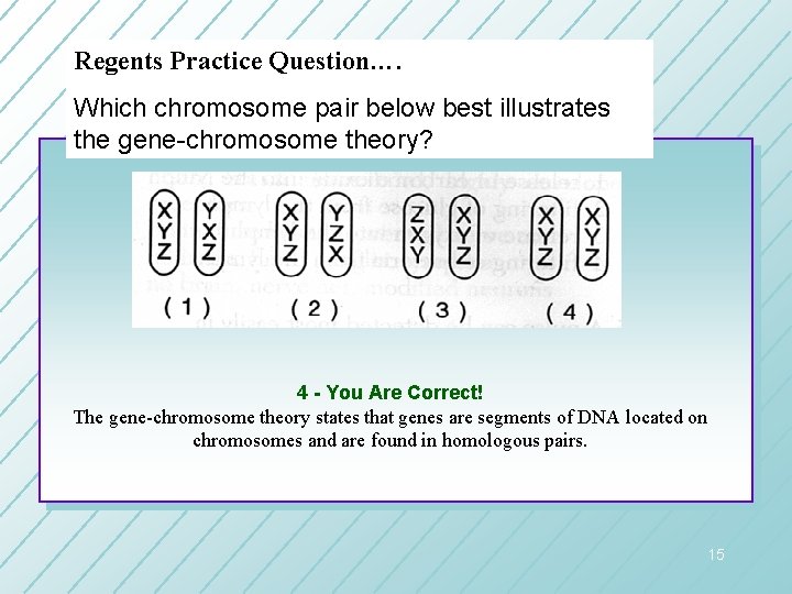Regents Practice Question…. Which chromosome pair below best illustrates the gene-chromosome theory? 4 - Regents Practice Question…. Which chromosome pair below best illustrates the gene-chromosome theory? 4 -