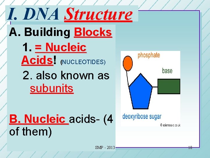 I. DNA Structure A. Building Blocks 1. = Nucleic Acids! (NUCLEOTIDES) 2. also known I. DNA Structure A. Building Blocks 1. = Nucleic Acids! (NUCLEOTIDES) 2. also known