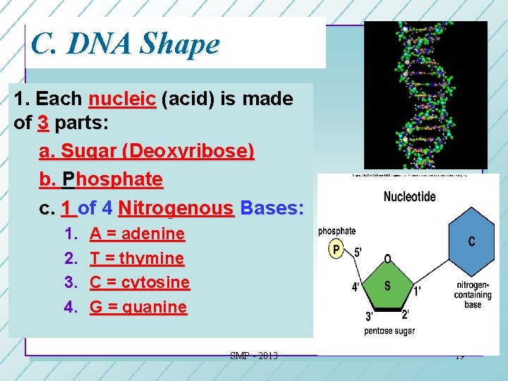 C. DNA Shape 1. Each nucleic (acid) is made of 3 parts: a. Sugar C. DNA Shape 1. Each nucleic (acid) is made of 3 parts: a. Sugar