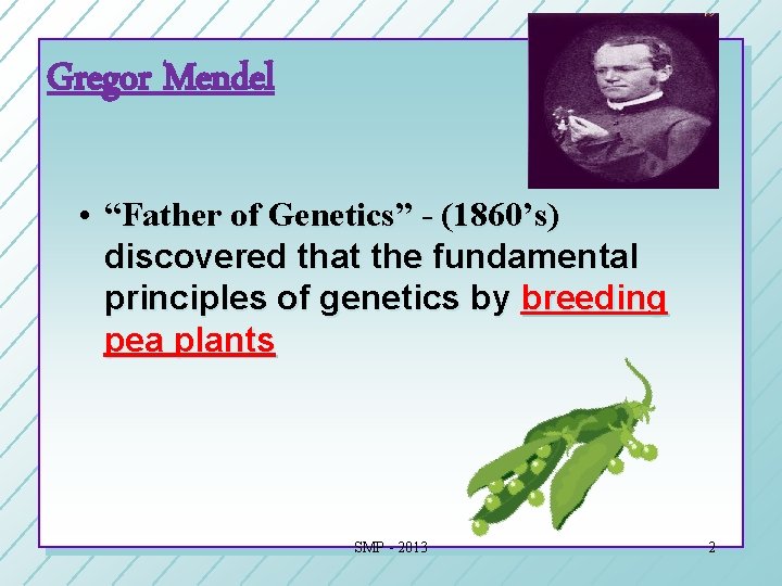 Gregor Mendel • “Father of Genetics” - (1860’s) discovered that the fundamental principles of Gregor Mendel • “Father of Genetics” - (1860’s) discovered that the fundamental principles of