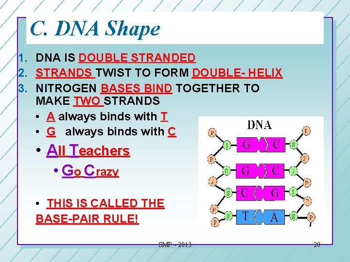 C. DNA Shape 1. DNA IS DOUBLE STRANDED 2. STRANDS TWIST TO FORM DOUBLE- C. DNA Shape 1. DNA IS DOUBLE STRANDED 2. STRANDS TWIST TO FORM DOUBLE-