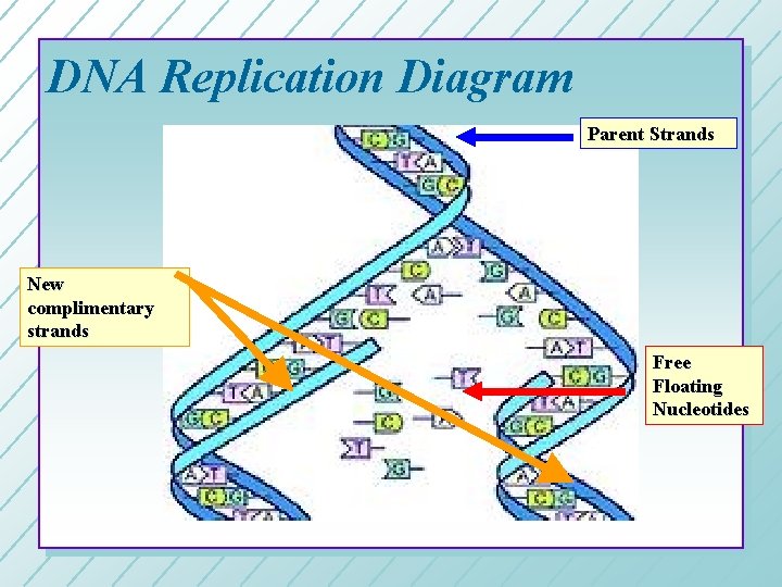 DNA Replication Diagram Parent Strands New complimentary strands Free Floating Nucleotides DNA Replication Diagram Parent Strands New complimentary strands Free Floating Nucleotides