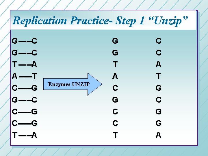 Replication Practice- Step 1 “Unzip” G-----C T -----A A -----T C-----G G-----C C-----G T Replication Practice- Step 1 “Unzip” G-----C T -----A A -----T C-----G G-----C C-----G T
