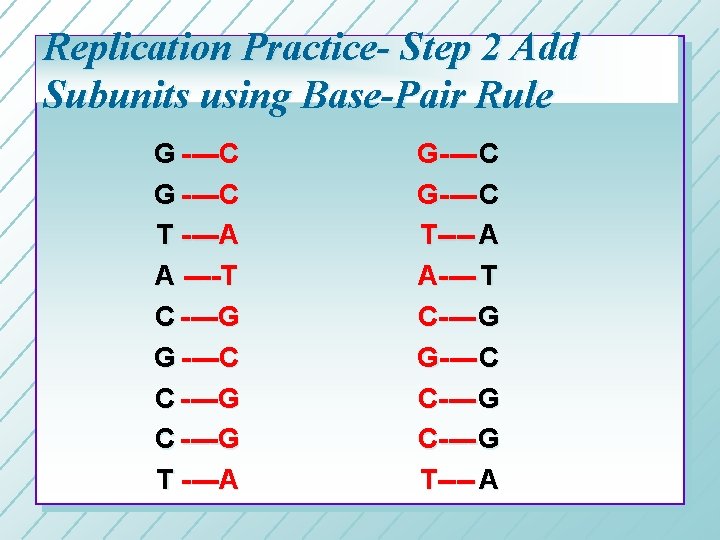 Replication Practice- Step 2 Add Subunits using Base-Pair Rule G ----C T ----A A Replication Practice- Step 2 Add Subunits using Base-Pair Rule G ----C T ----A A