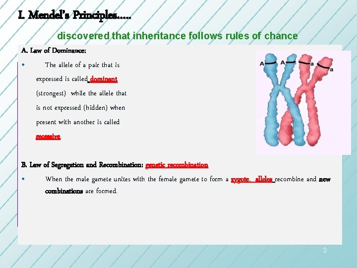 I. Mendel’s Principles…. . discovered that inheritance follows rules of chance A. Law of I. Mendel’s Principles…. . discovered that inheritance follows rules of chance A. Law of