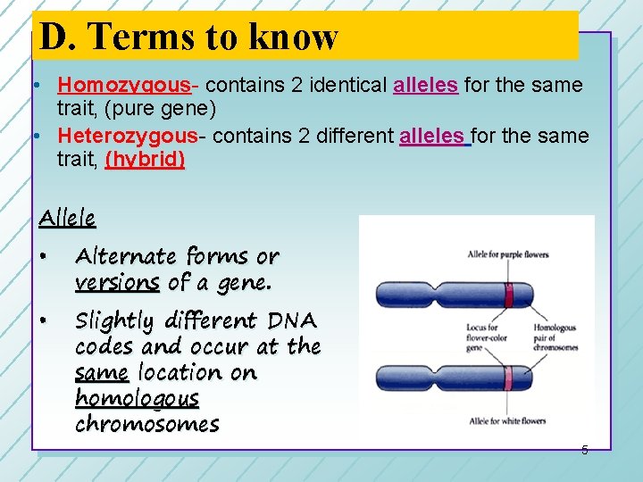 D. Terms to know • Homozygous- contains 2 identical alleles for the same trait, D. Terms to know • Homozygous- contains 2 identical alleles for the same trait,