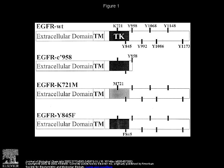 Figure 1 Journal of Biological Chemistry 2002 27724252 -24257 DOI: (10. 1074/jbc. M 200437200)
