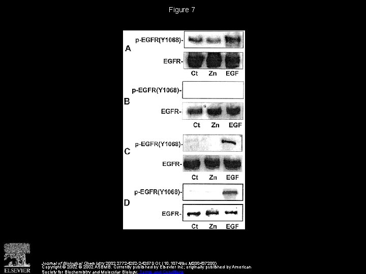 Figure 7 Journal of Biological Chemistry 2002 27724252 -24257 DOI: (10. 1074/jbc. M 200437200)