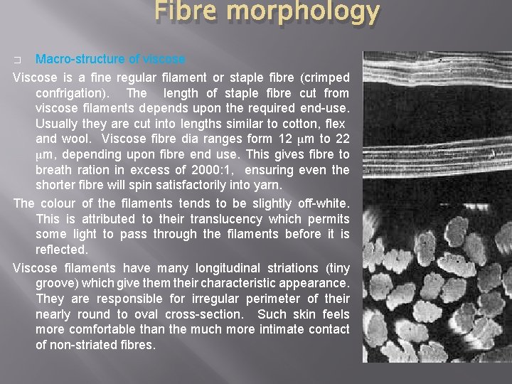 Fibre morphology Macro-structure of viscose Viscose is a fine regular filament or staple fibre