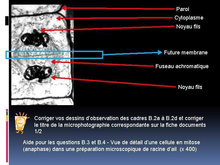 Paroi Cytoplasme Noyau fils Future membrane Fuseau achromatique Noyau fils Corriger vos dessins d’observation