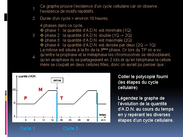 1 Ce graphe prouve l’existence d’un cycle cellulaire car on observe l’existence de motifs