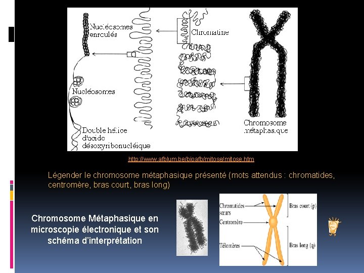 http: //www. afblum. be/bioafb/mitose. htm Légender le chromosome métaphasique présenté (mots attendus : chromatides,