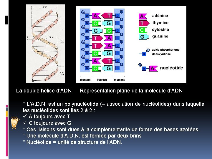 La double hélice d’ADN Représentation plane de la molécule d’ADN * L’A. D. N.