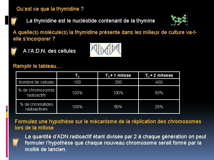 Qu’est ce que la thymidine ? La thymidine est le nucléotide contenant de la