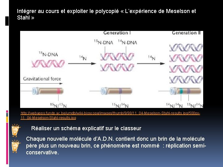 Intégrer au cours et exploiter le polycopié « L’expérience de Meselson et Stahl »