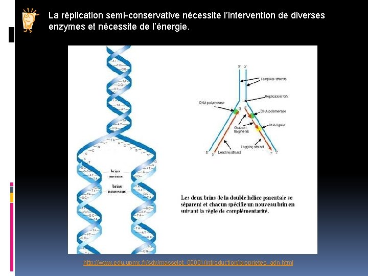 La réplication semi-conservative nécessite l’intervention de diverses enzymes et nécessite de l’énergie. http: //www.