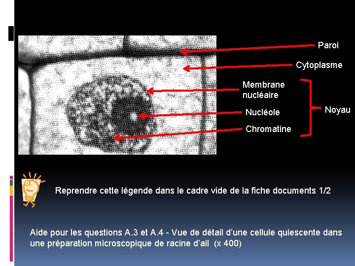 Paroi Cytoplasme Membrane nucléaire Nucléole Noyau Chromatine Reprendre cette légende dans le cadre vide