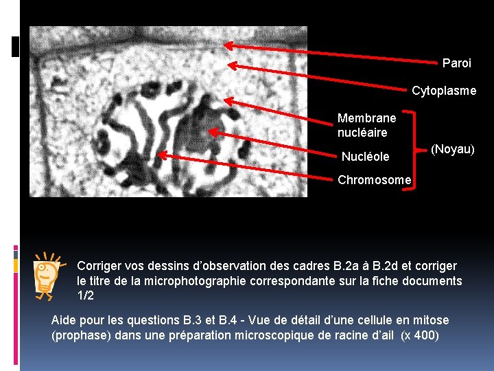 Paroi Cytoplasme Membrane nucléaire Nucléole (Noyau) Chromosome Corriger vos dessins d’observation des cadres B.