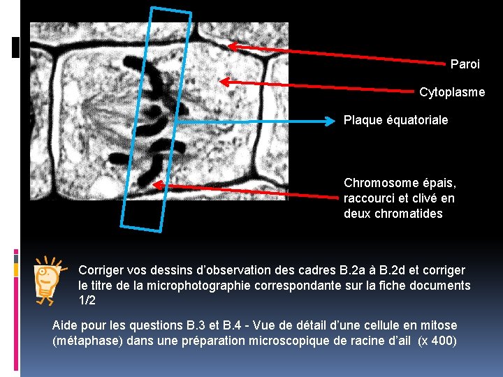 Paroi Cytoplasme Plaque équatoriale Chromosome épais, raccourci et clivé en deux chromatides Corriger vos