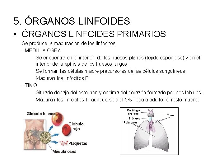 5. ÓRGANOS LINFOIDES • ÓRGANOS LINFOIDES PRIMARIOS Se produce la maduración de los linfocitos.