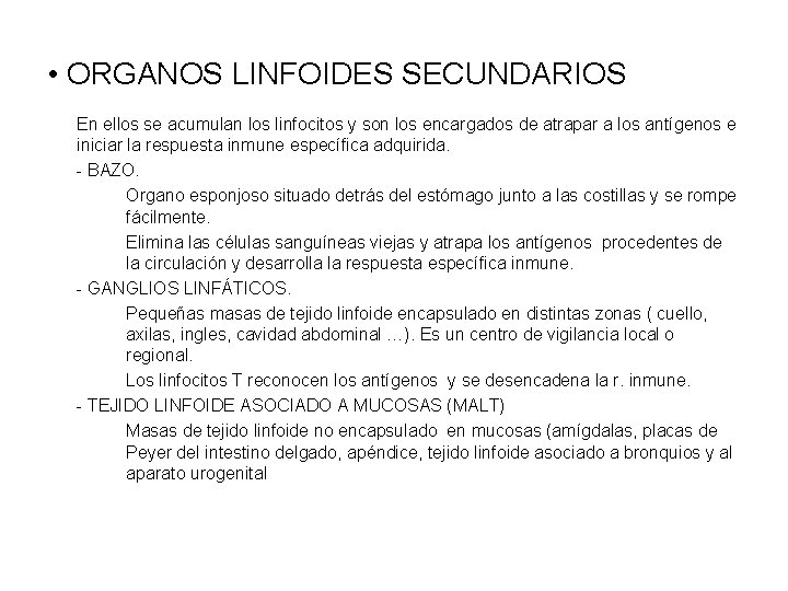  • ORGANOS LINFOIDES SECUNDARIOS En ellos se acumulan los linfocitos y son los