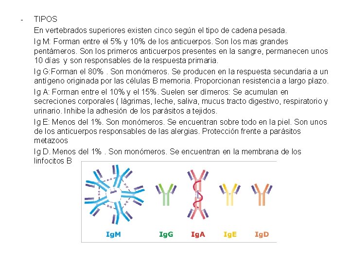 - TIPOS En vertebrados superiores existen cinco según el tipo de cadena pesada. Ig