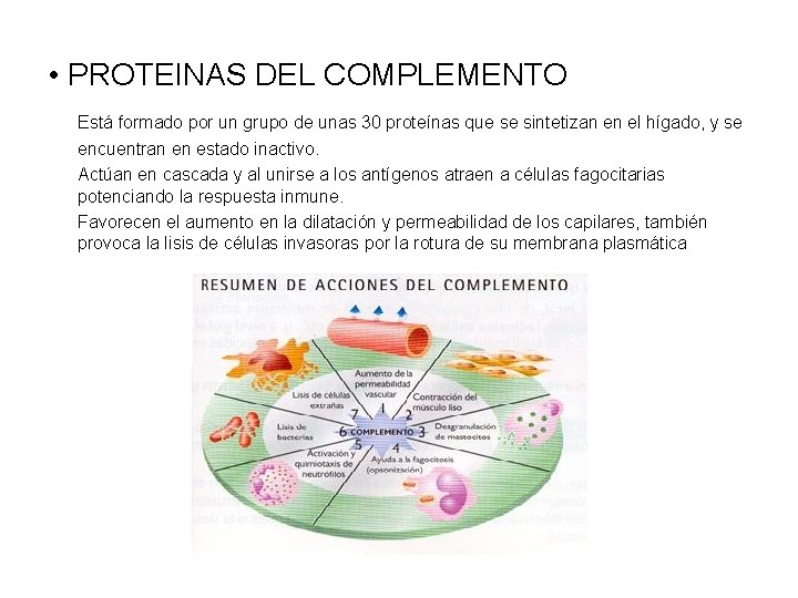  • PROTEINAS DEL COMPLEMENTO Está formado por un grupo de unas 30 proteínas