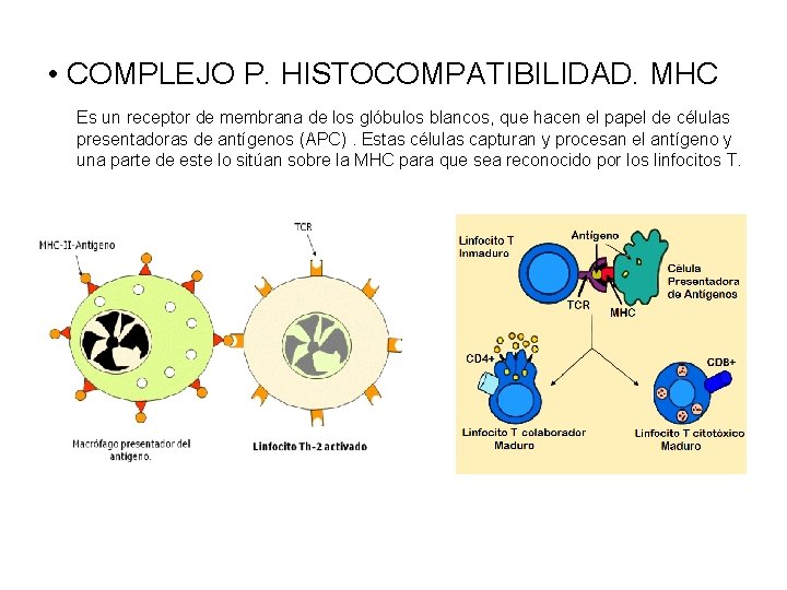  • COMPLEJO P. HISTOCOMPATIBILIDAD. MHC Es un receptor de membrana de los glóbulos