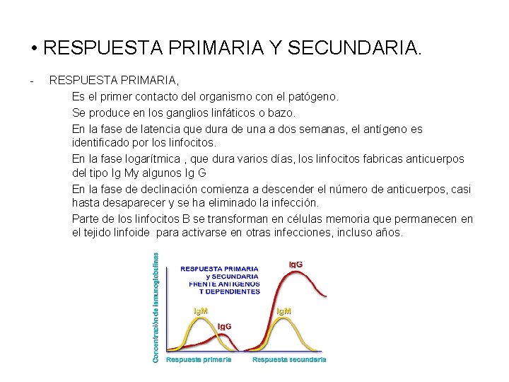  • RESPUESTA PRIMARIA Y SECUNDARIA. - RESPUESTA PRIMARIA, Es el primer contacto del
