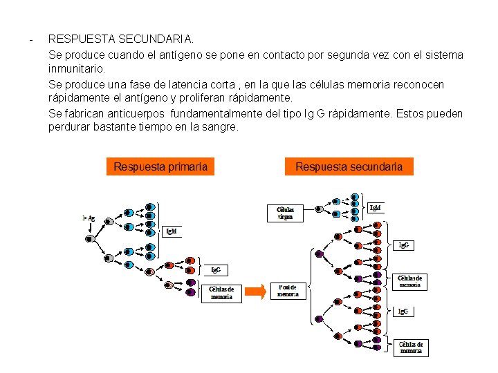 - RESPUESTA SECUNDARIA. Se produce cuando el antígeno se pone en contacto por segunda