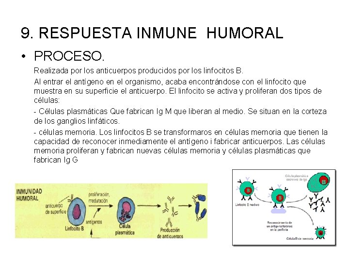 9. RESPUESTA INMUNE HUMORAL • PROCESO. Realizada por los anticuerpos producidos por los linfocitos