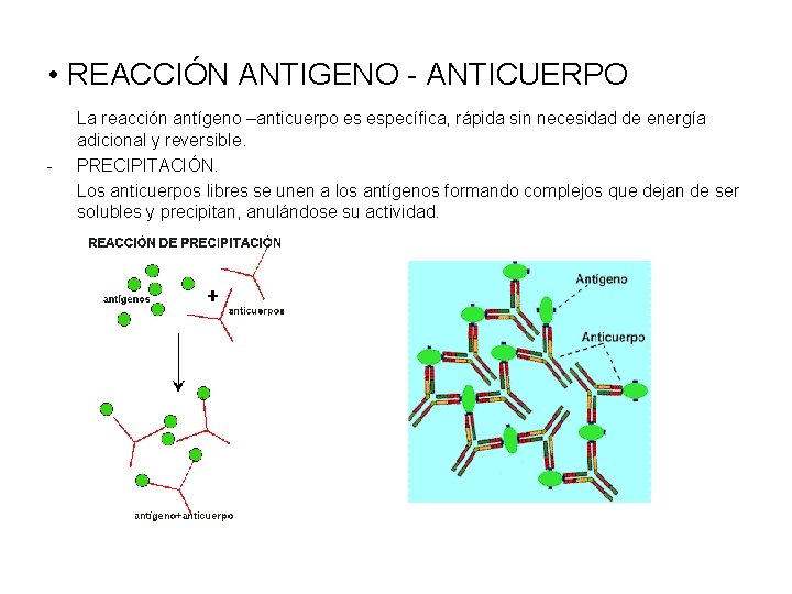  • REACCIÓN ANTIGENO - ANTICUERPO - La reacción antígeno –anticuerpo es específica, rápida