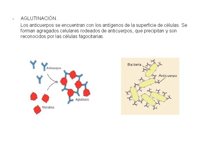 - AGLUTINACIÓN. Los anticuerpos se encuentran con los antígenos de la superficie de células.