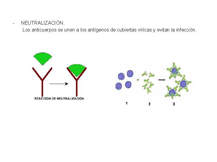 - NEUTRALIZACIÓN. Los anticuerpos se unen a los antígenos de cubiertas víricas y evitan