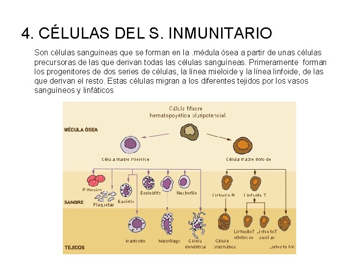 4. CÉLULAS DEL S. INMUNITARIO Son células sanguíneas que se forman en la. médula