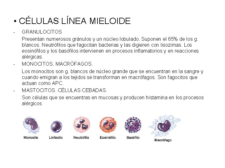  • CÉLULAS LÍNEA MIELOIDE - - - GRANULOCITOS Presentan numerosos gránulos y un
