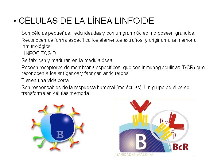  • CÉLULAS DE LA LÍNEA LINFOIDE - Son células pequeñas, redondeadas y con