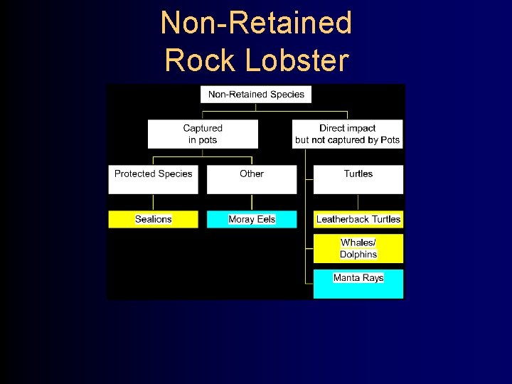 Non-Retained Rock Lobster 