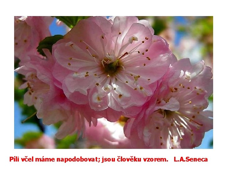 Píli včel máme napodobovat; jsou člověku vzorem. L. A. Seneca 