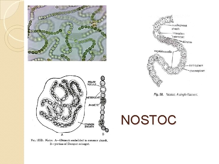 NOSTOC 