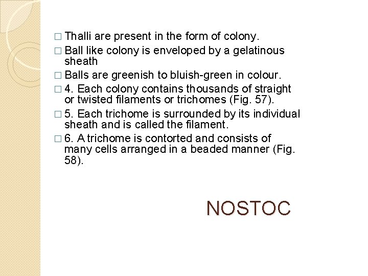 � Thalli are present in the form of colony. � Ball like colony is