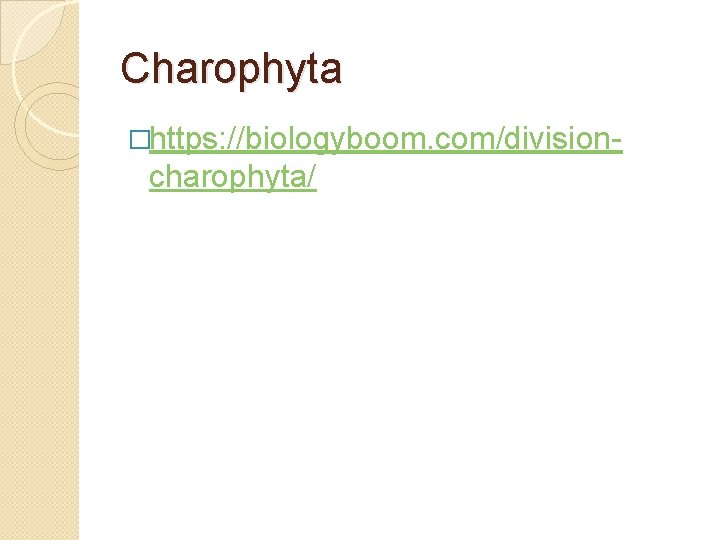 Charophyta �https: //biologyboom. com/division charophyta/ 