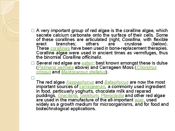 A very important group of red algae is the coralline algae, which secrete calcium