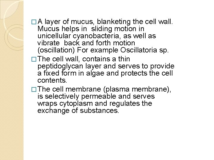 �A layer of mucus, blanketing the cell wall. Mucus helps in sliding motion in
