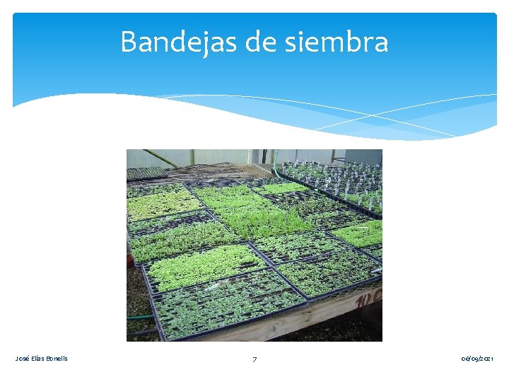 Bandejas de siembra José Elías Bonells 7 06/09/2021 