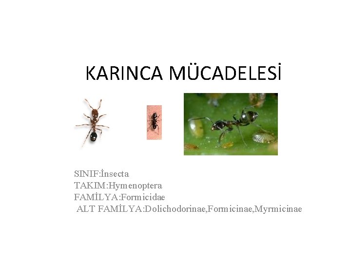 KARINCA MÜCADELESİ SINIF: İnsecta TAKIM: Hymenoptera FAMİLYA: Formicidae ALT FAMİLYA: Dolichodorinae, Formicinae, Myrmicinae 